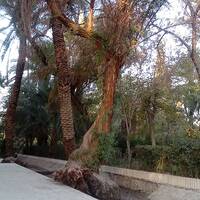 Tabas Golshan Garden